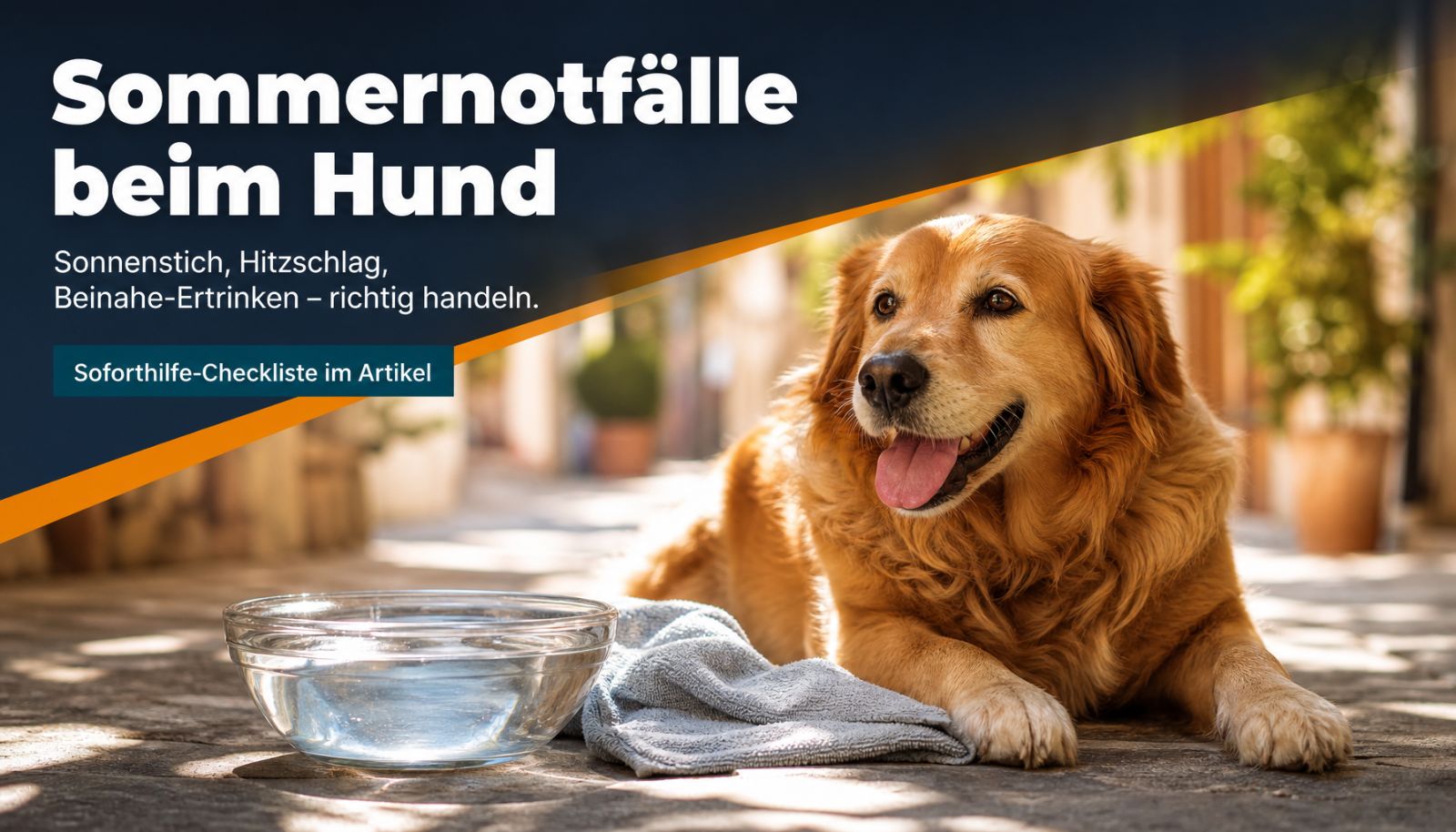 Sommernotfälle beim Hund: Sonnenstich, Hitzschlag und Beinahe-Ertrinken